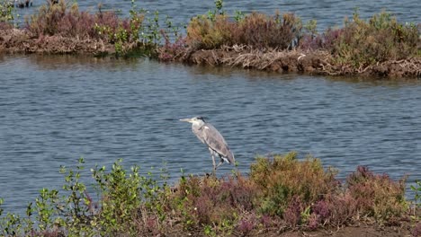 Die-Kamera-Zoomt-Heraus-Und-Gleitet-Nach-Links,-Um-Diesen-Graureiher-Ardea-Cinerea,-Thailand,-Zu-Enthüllen