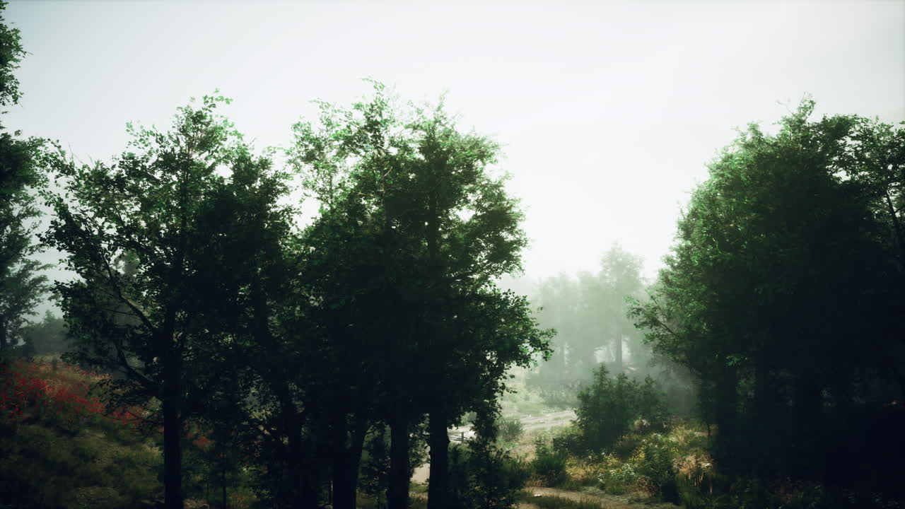 안개가 가득한 숲길