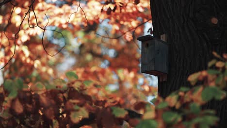 Ein-Vogelhaus-Auf-Dem-Alten-Baum