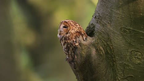 portrait of tawny owl also called the brown owl hiding on a tree