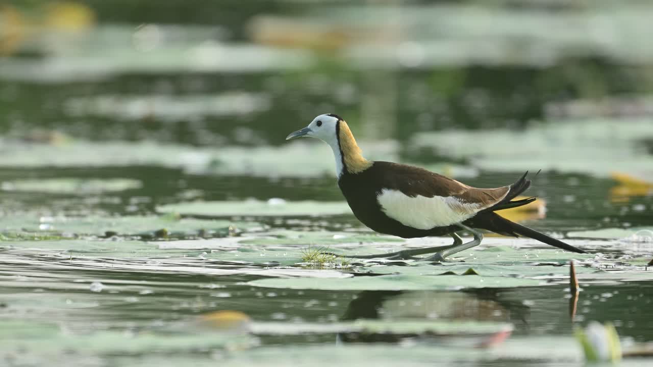 A dynamic view of the Pheasant-tailed Jacana performing a variety of natural behaviors including walking, feeding, preening, and calling in its wetland habitat