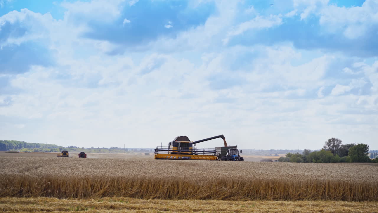 Panoramic view of the field with agricultural machinery. Harvesting ripe wheat. Combine harvester is unloading grains into tractor trailer.