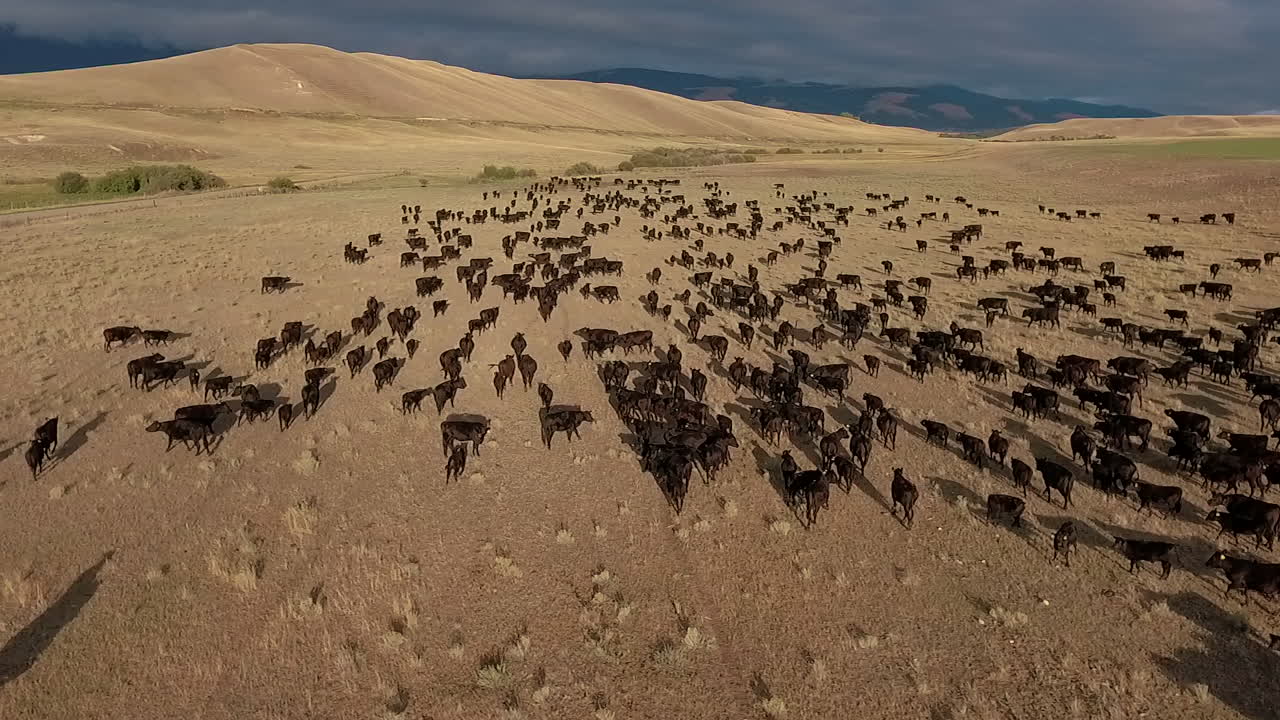 increíble antena sobre un arreo de ganado occidental en las llanuras de montana 8