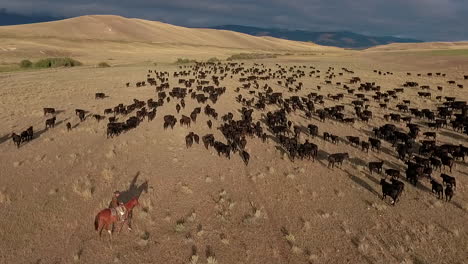 amazing aerial over a western cattle drive on the plains of montana 8