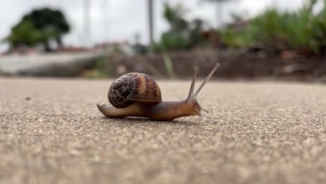 Small brown garden snail crawls precariously across concrete leaving behind a trail of slime
