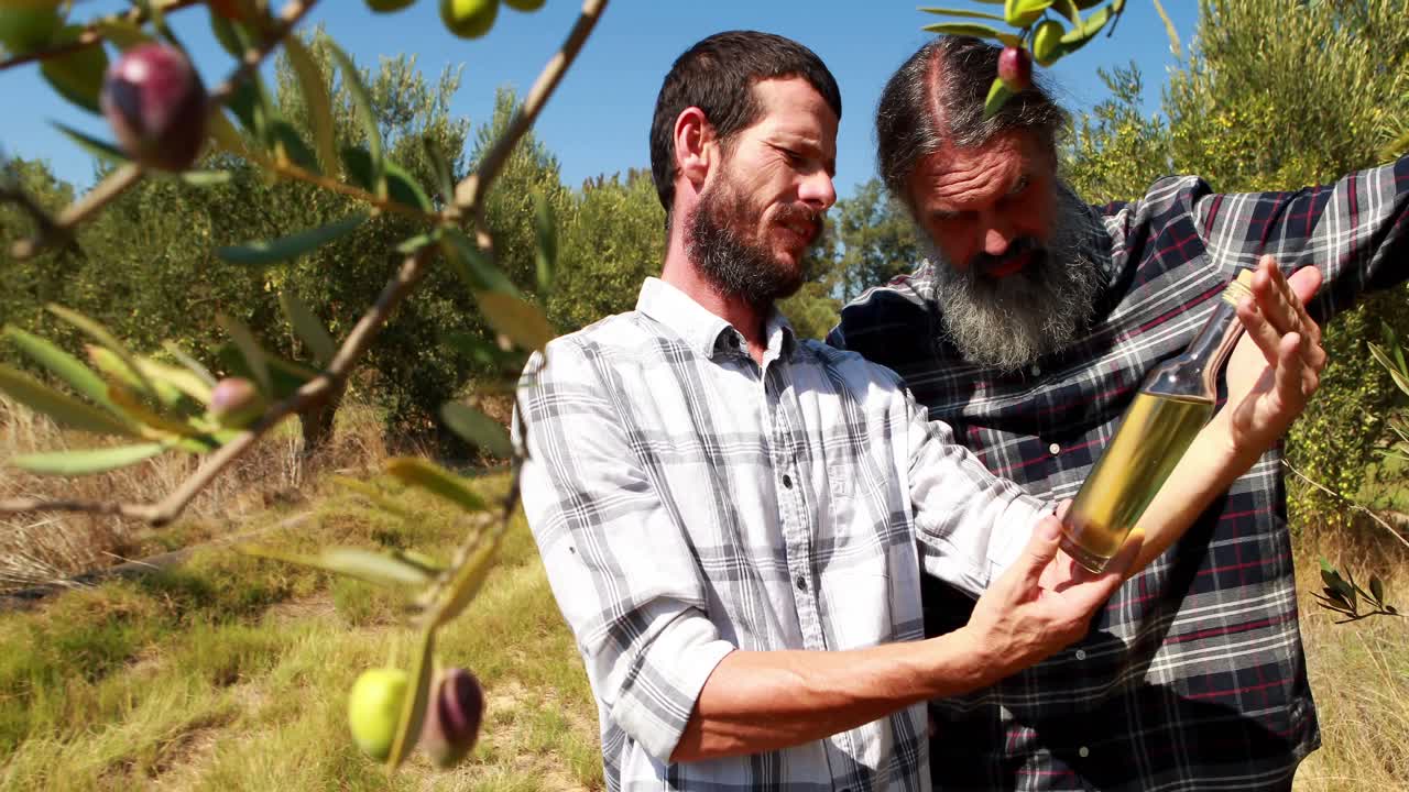 amigos examinando el aceite de oliva en la granja 4k