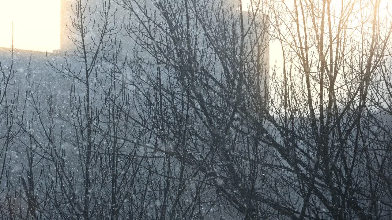 Winter Snow Falling on Bare Tree Branches with Golden Sunlight