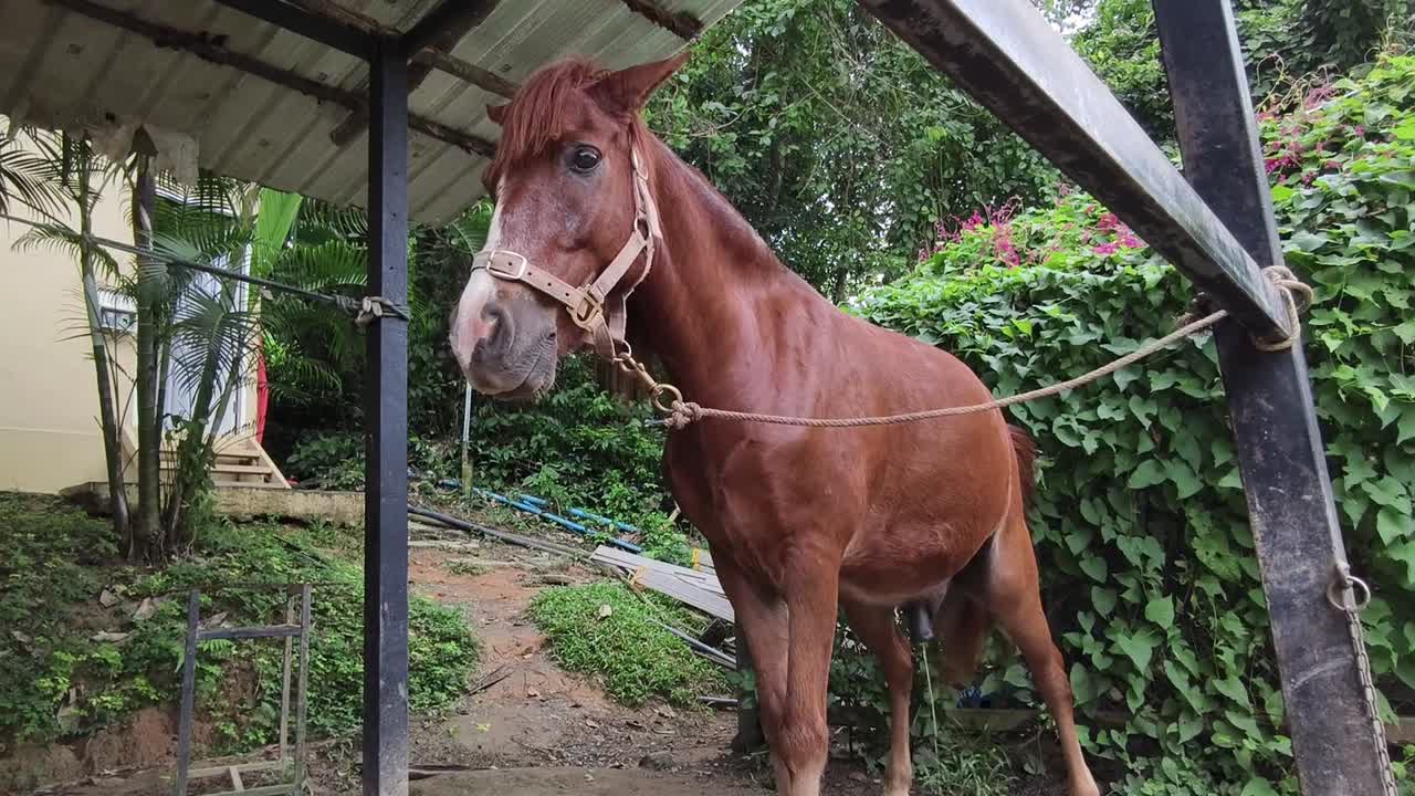 caballo marrón bajo un refugio
