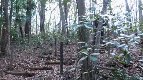 Un-Hombre-Desciende-Las-Escaleras-Del-Bosque-Durante-El-Día