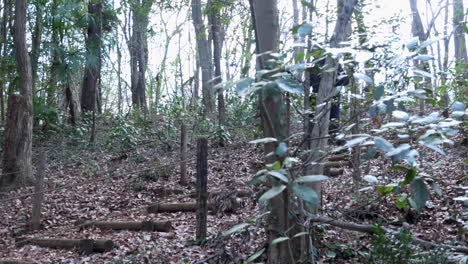 un hombre baja las escaleras del bosque durante el día