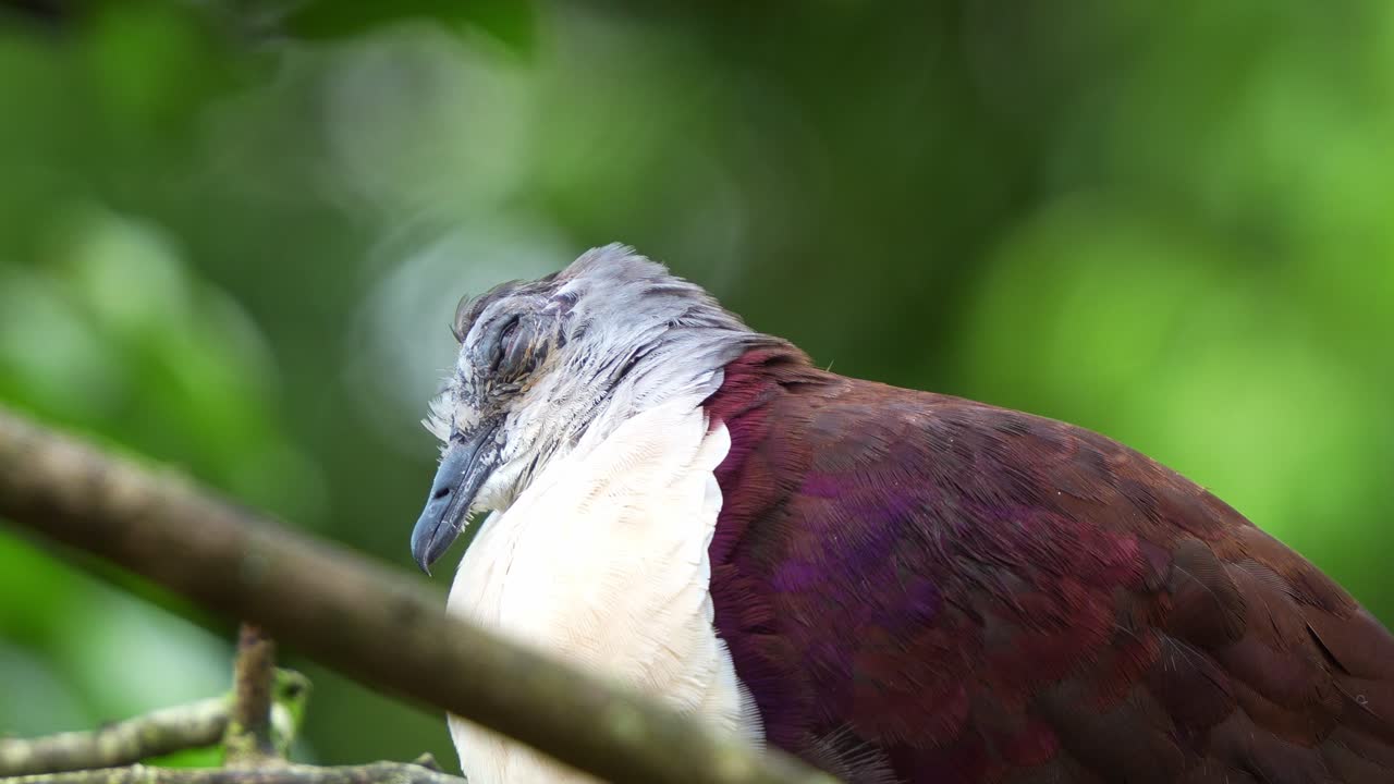 fotografía de cerca de un macho de la paloma de tierra de santa cruz, pampusana sanctaecrucis con plumas hinchadas manchadas, moviendo los ojos durante el sueño para mantenerse alerta a posibles amenazas mientras descansa