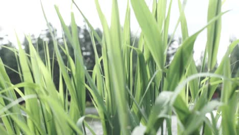 close-up view of green grass