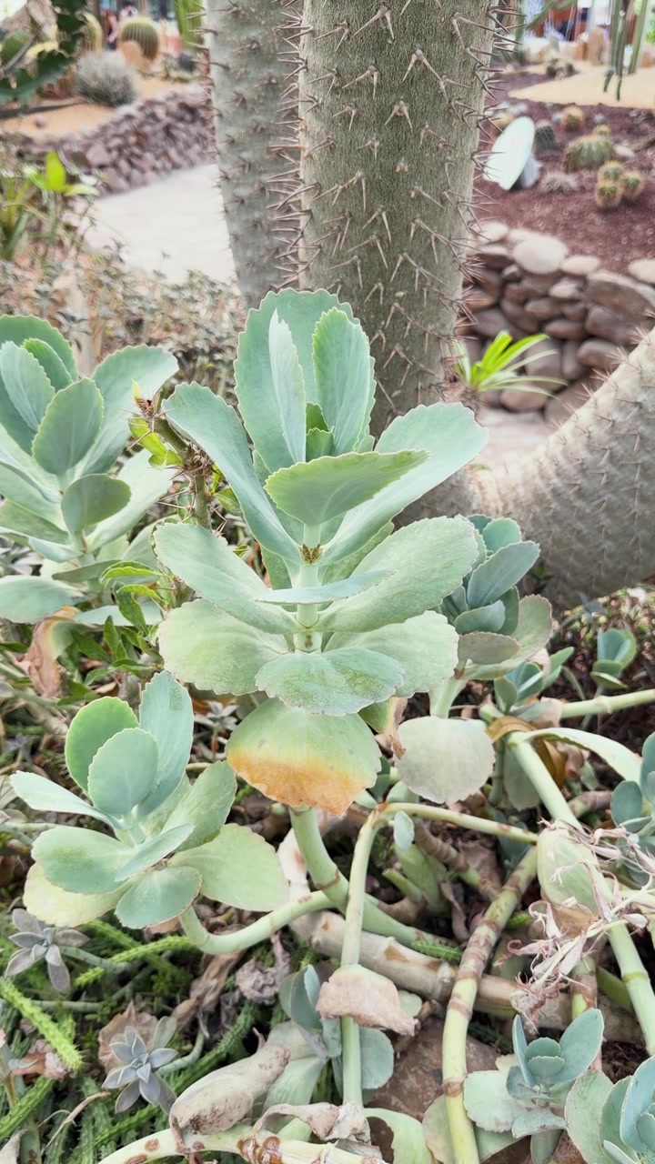 Pianta succulenta che cresce in un giardino botanico con un fusto di cactus spinoso sullo sfondo.