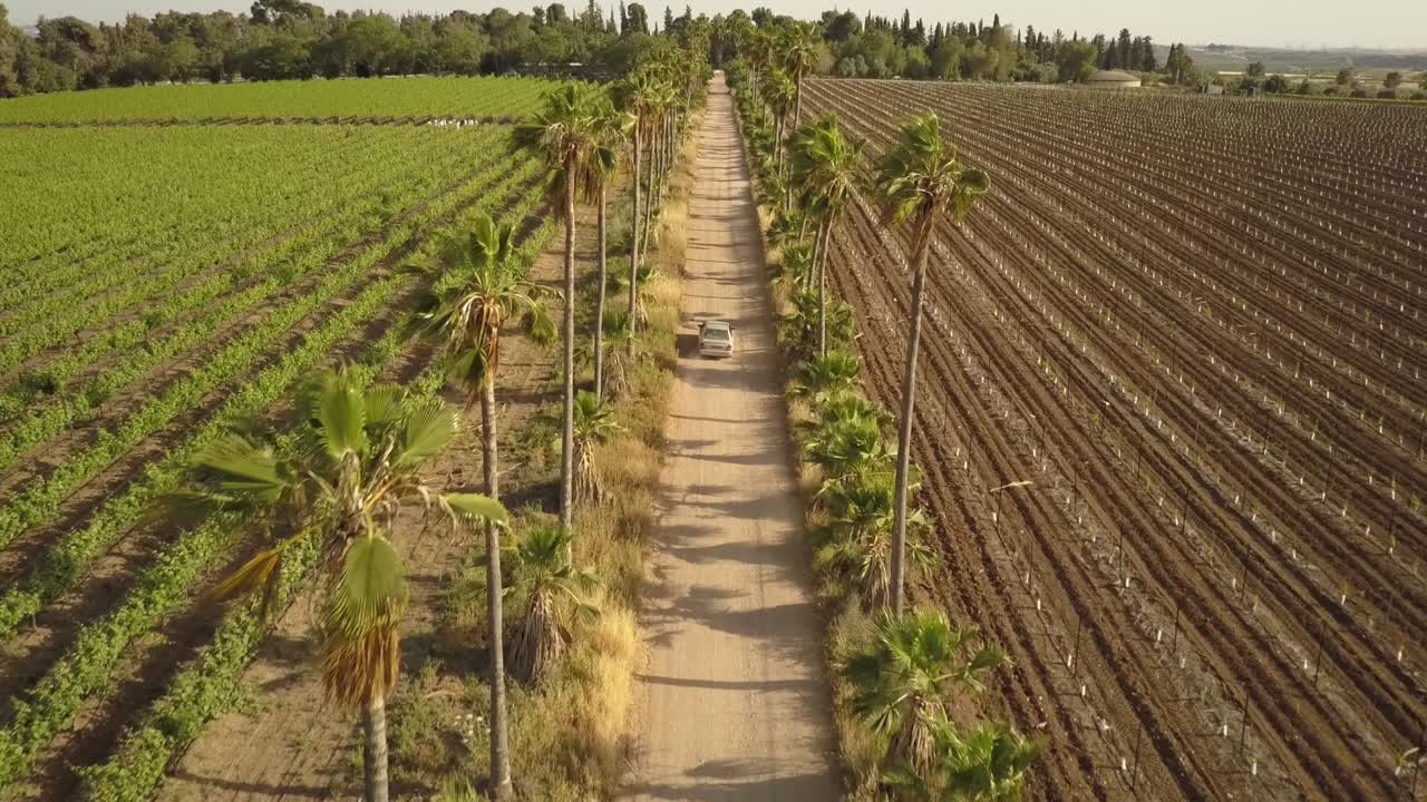 Aerial View of Vineyards, Palm Trees, and Countryside Roads in Israel