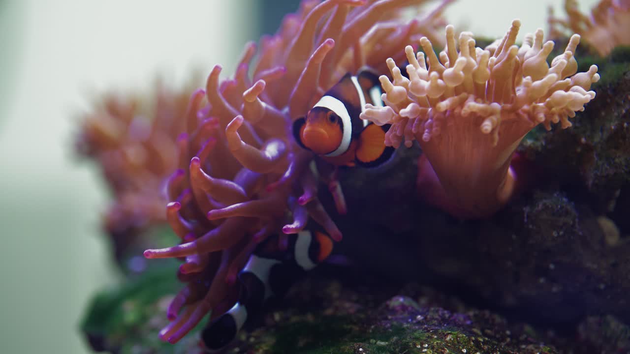 Klovnefisk, der renser anemoner i det tropiske akvarium