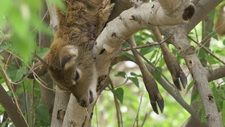 Primo piano di una carcassa di lechwe appesa a un albero, abitudine dei leopardi per proteggere la preda.