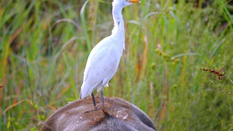 egret on back of a buffalo flying away in the african grasslands