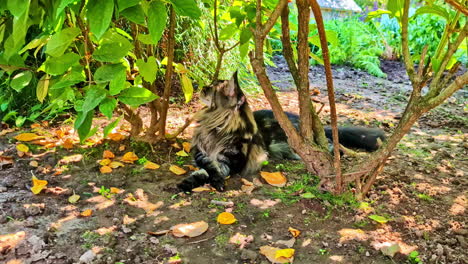maine coon tabby cat breed pet outdoor forest grooming himself nature ground soil