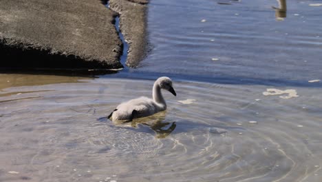 swan and cygnets swimming and interacting in lake