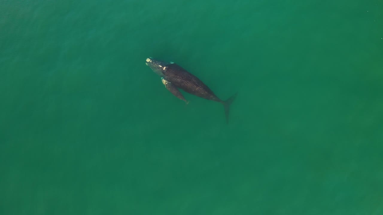 남아프리카공화국 피쉬후크의 가짜 만에 있는 남방긴수염고래와 갓 태어난 송아지의 공중 전망