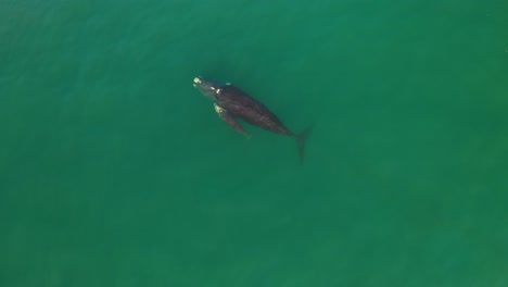 Vista-Aérea-De-Ballena-Franca-Austral-Y-Ternero-Recién-Nacido-En-Bahía-Falsa-En-Fish-Hoek,-Sudáfrica