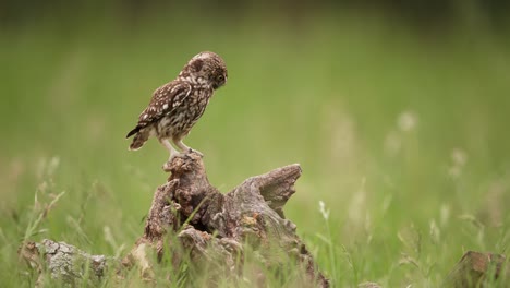 little owl perched on a tree stump