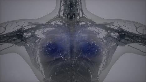 exploración de tomografía anatómica del cuerpo humano