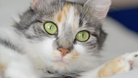 close-up of a calico cat with green eyes