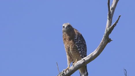 Red-shouldered-hawk-perched-on-a-branch