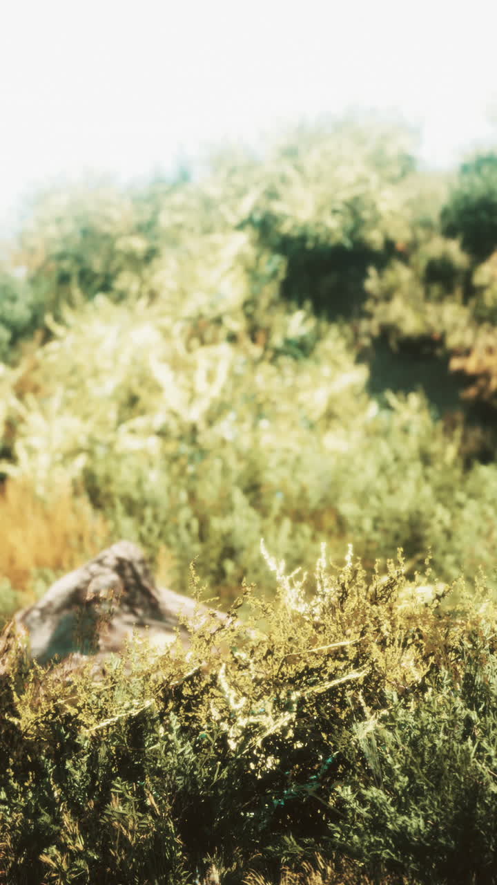 primer plano de hierba verde y plantas en un prado