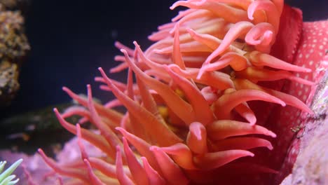 underwater closeup of anenome