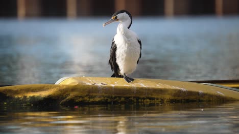 a static slow motion shot of a cormorant grooming itself in the sun