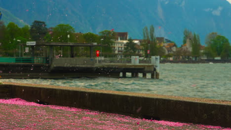 Cherry-blossom-petals-flying-in-the-wind