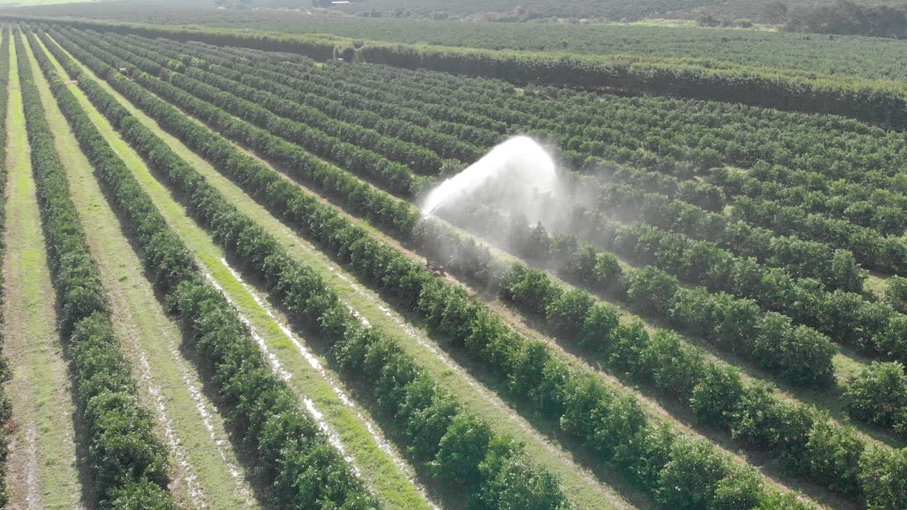 브라질의 화창한 날 오렌지 농장의 관개