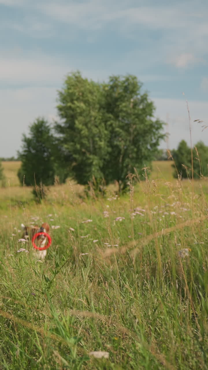 la amante de las mascotas se para en un campo cubierto de hierba sosteniendo la correa del perro mientras su perro corre de vuelta con el juguete en la boca, mostrando emoción y energía bajo un cielo soleado, la escena de diversión al aire libre captura el vínculo humano-animal