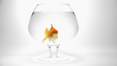 goldfish swimming in an aquarium