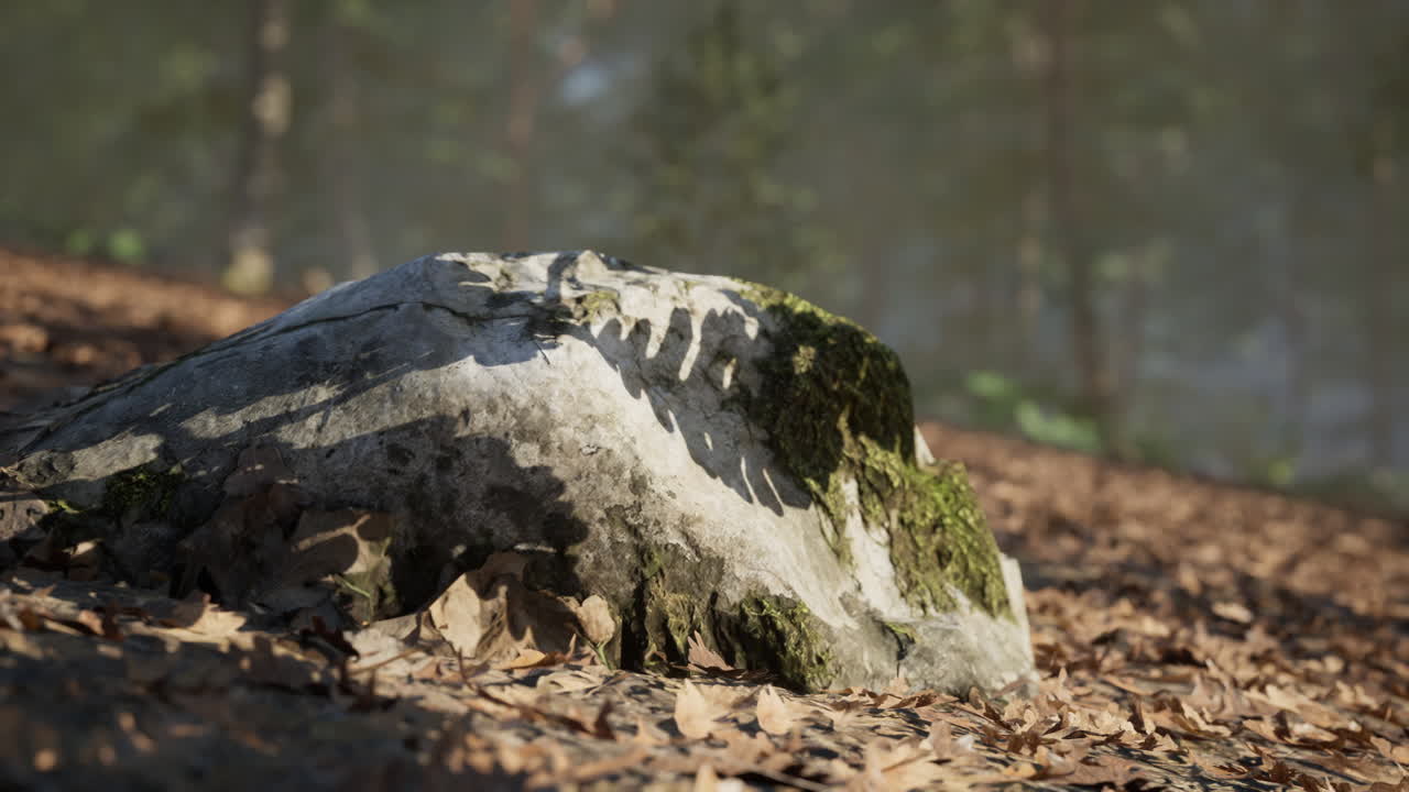 roca cubierta de musgo con hojas en un entorno forestal sereno