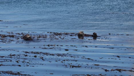 Seeotter-Beobachtungsgebiet-In-Morro-Bay,-Kalifornien