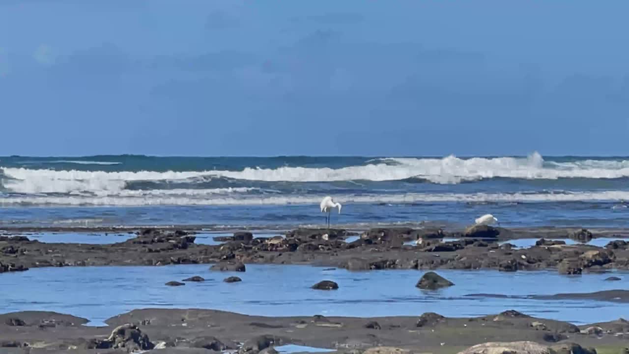 백그라운드에서 부서지는 파도와 함께 남부 캘리포니아 해변의 조수 웅덩이에서 낚시하는 두 개의 흰색 크레인
