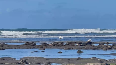 Dos-Grullas-Blancas-Pescando-En-Piscinas-De-Marea-En-La-Playa-En-El-Sur-De-California-Con-Olas-Rompiendo-En-El-Fondo