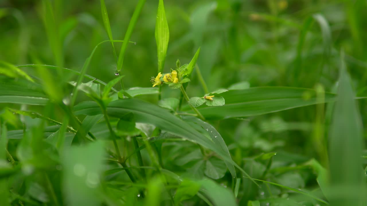 primer plano de hierba verde vibrante con pequeñas flores amarillas en un día soleado