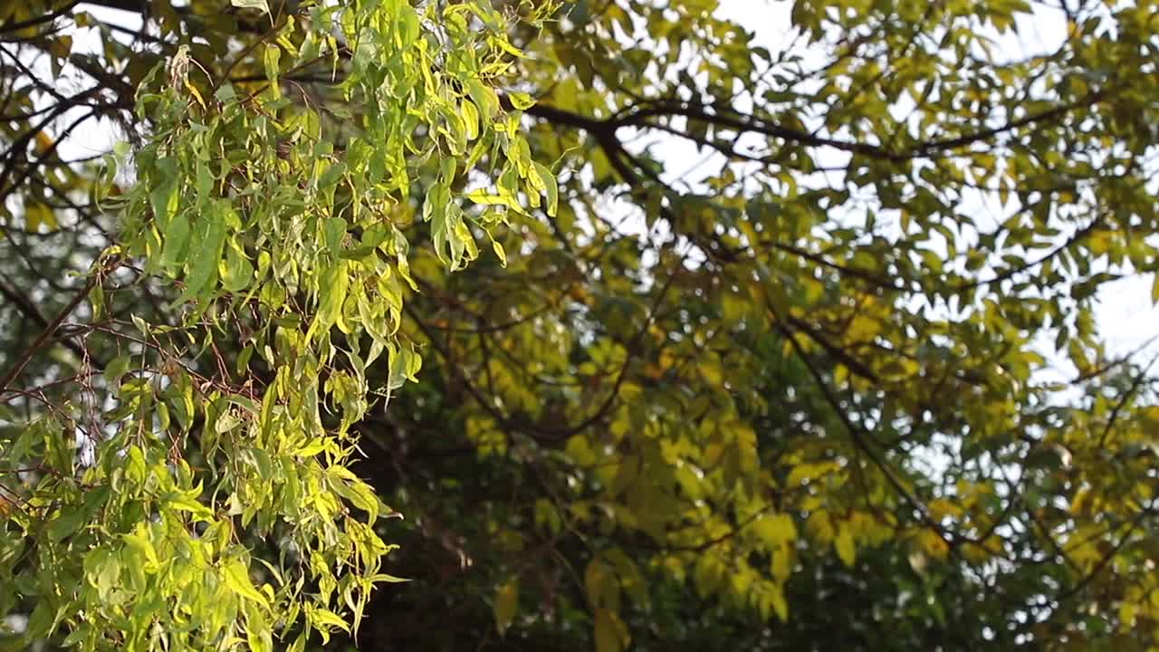 공기 이동 녹색 잎