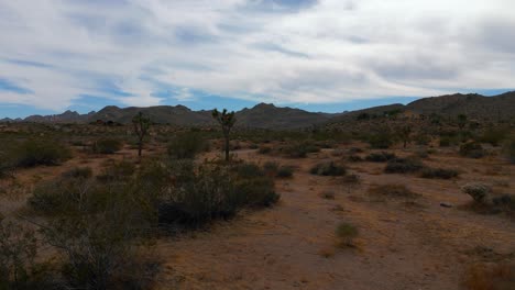 parque nacional del árbol de joshua, desierto de mojave