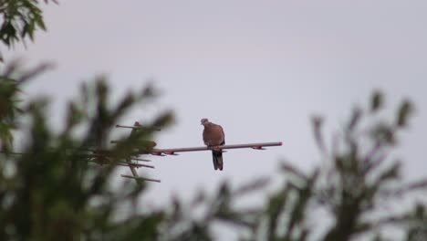 spotted dove bird perched sat on tv aerial moving its head looking around, sunset slight breeze, maffra, gippsland, victoria, australia