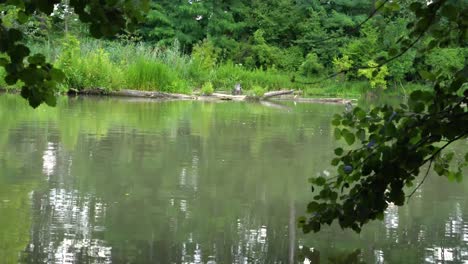 Peaceful-view-of-river-flowing-between-green-woods