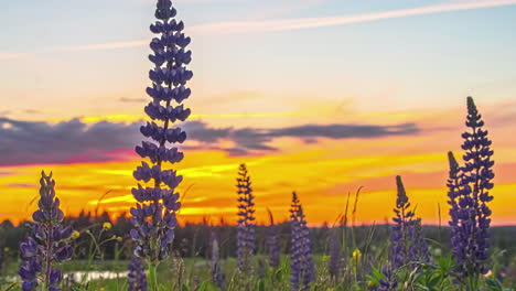 Cierre-El-Lapso-De-Tiempo-De-Las-Flores-De-Lavanda-Moviéndose-Con-El-Viento-En-Una-Increíble-Puesta-De-Sol