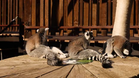 lemurs lounging on a wooden platform