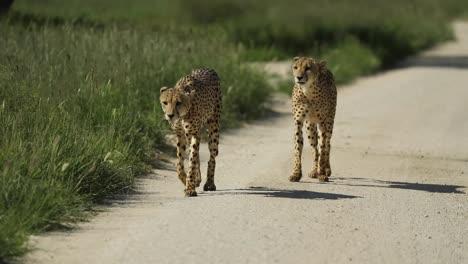 toma amplia de dos hermanos guepardos caminando por el camino de tierra hacia la cámara antes de apagarse y salir del encuadre, parque transfronterizo kgalagadi