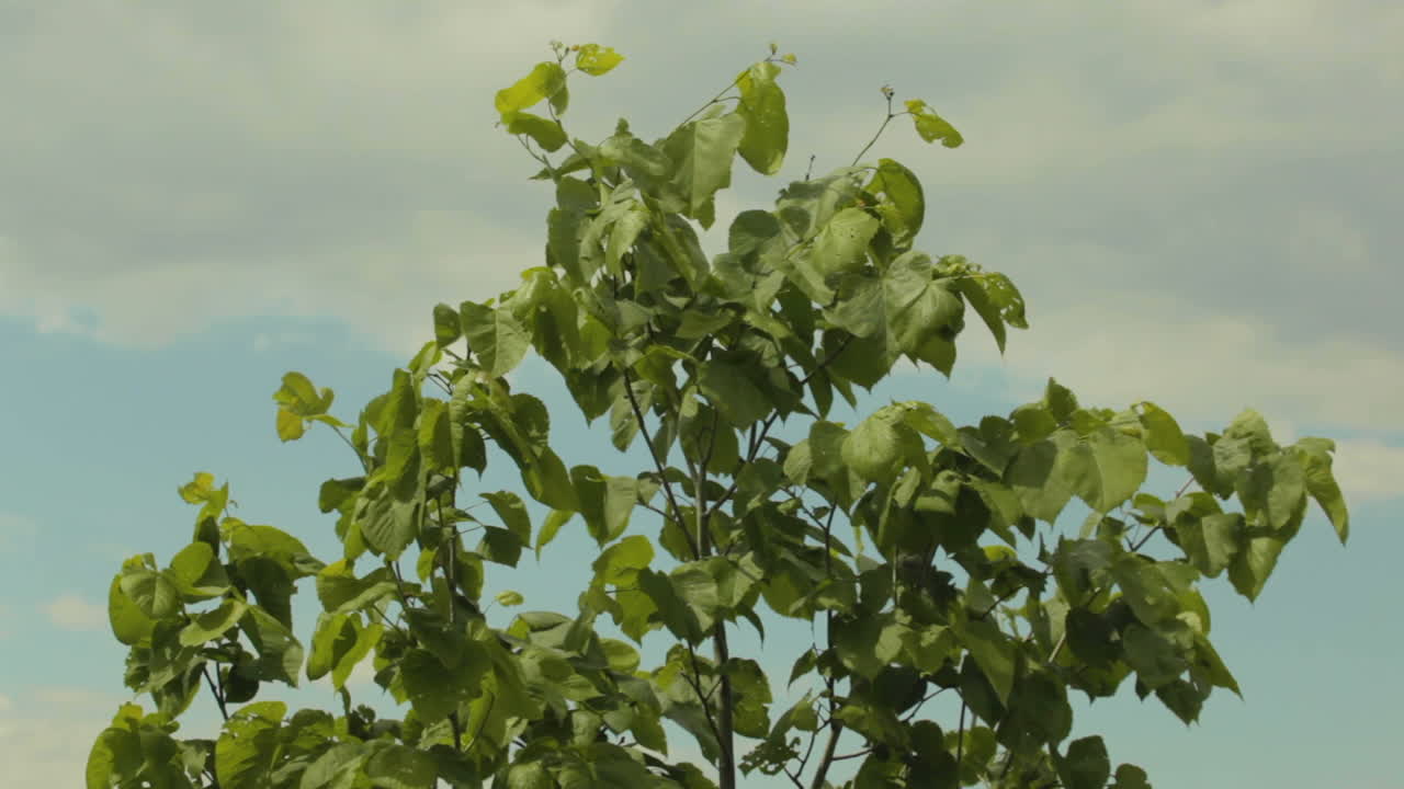 바람에 흔들리는 축 늘어진 나무