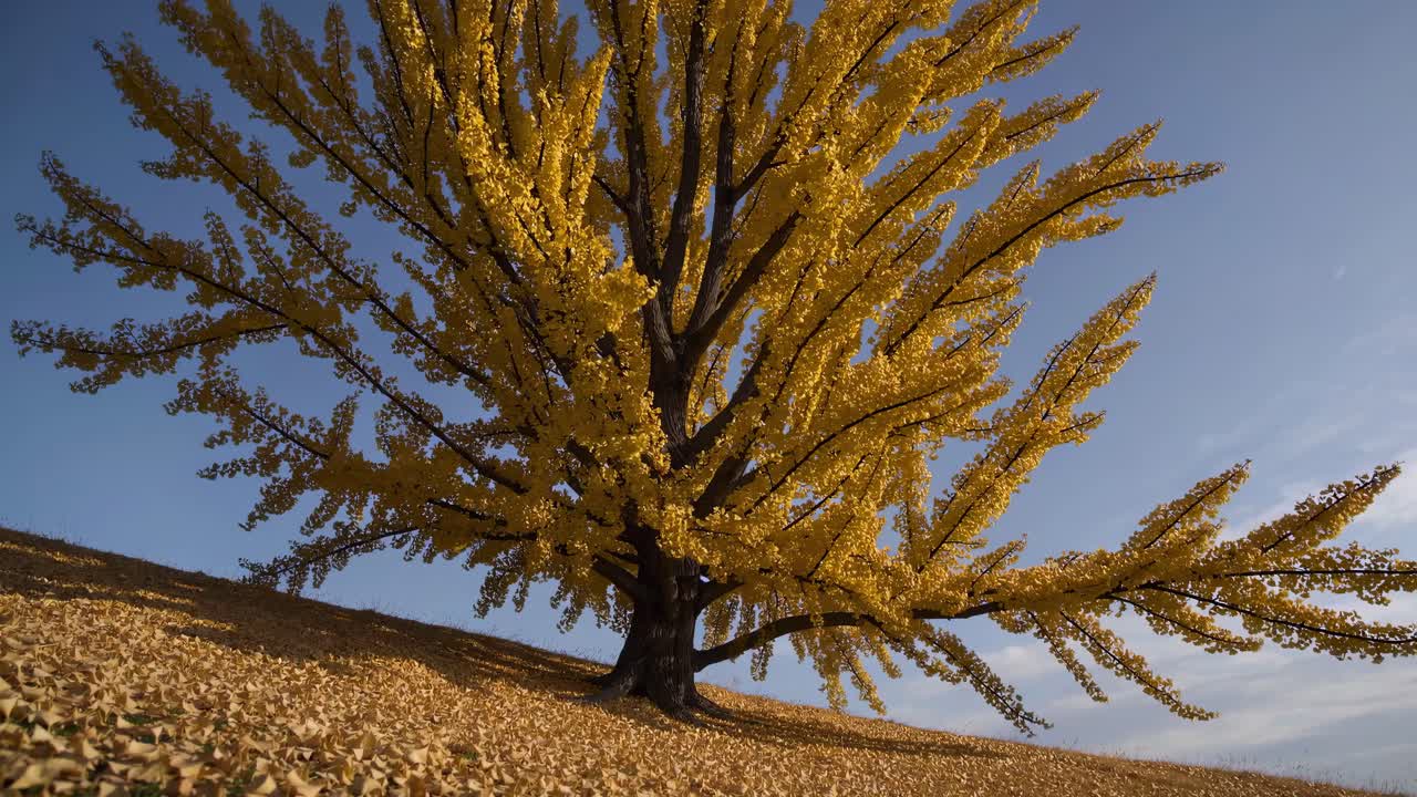 Ginkgo Tree in Autumn with Golden Leaves